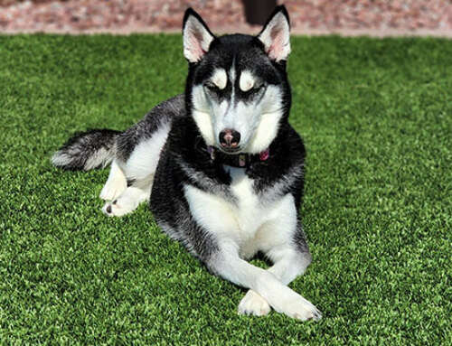 Pros and Cons of Artificial Grass for Dogs: The Paw-Some Truth